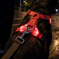 🐶 50% RABATT 💡 Justerbar blinkande LED-hundsele, säkerhetsbelysning för kvällspromenader🦺