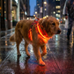 🐶 50% RABATT 💡 Justerbar blinkande LED-hundsele, säkerhetsbelysning för kvällspromenader🦺
