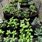 🌱 50% RABATT NU! 🌿 Delade Tyggrowpåsar – Andningsbara, 8 Grid Layout & UV-beständig – Friskare Rötter, Bättre Dränering 🌞