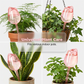 🌷50% RABATT NU! ✨Automatisk Tulipanformad Växtbevattningsglobus 🎀